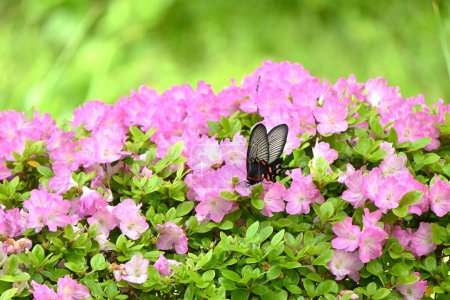 Téléchargez les photos : Fleurs d'azalée (Rhododendron). Ericaceae plantes semi-caduques. Floraison d'avril à mai. - en image libre de droit