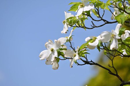 Téléchargez les photos : Floraison cornouiller (Cornus florida) fleurs blanches. Cornaceae arbre à feuilles caduques. La grande bractée involucrale blanche est magnifiquement utilisée pour les arbres de jardin, les arbres du parc et les arbres en bordure de route.. - en image libre de droit