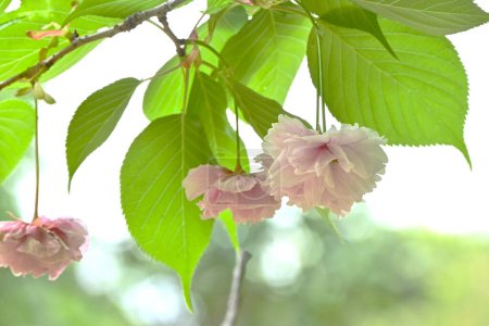 Foto de : Flores dobles de cerezo. Rosaceae árbol caducifolio. Florece desde finales de abril hasta principios de mayo. - Imagen libre de derechos