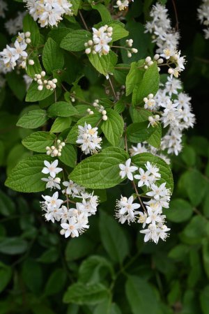 Flores de deutzia difusa (Deutzia scabra). Hydrangeaceae arbusto caducifolio endémico de Japón. Flores cónicas blancas de cinco pétalos florecen de mayo a junio.