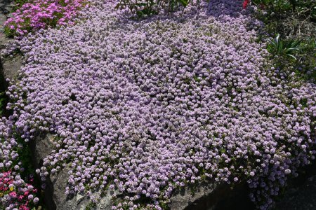 Flores de tomillo. Arbusto perenne Lamiaceae. Es una hierba con un aroma fresco y se utiliza como cubierta de tierra para macizos de flores y como agente aromatizante para cocinar..