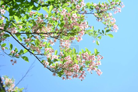 Téléchargez les photos : Fleur de neige japonaise (Styrax japonica). Styracaceae arbre à feuilles caduques. Fleurs blanches fleurissent vers le bas au début de l'été. - en image libre de droit