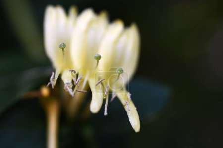 Téléchargez les photos : Chèvrefeuille japonaise (Lonicera japonica) fleurs. Caprifoliaceae arbuste de vigne à feuilles persistantes. Fleurs blanches parfumées douces fleurissent au début de l'été, devenant progressivement jaunes. - en image libre de droit