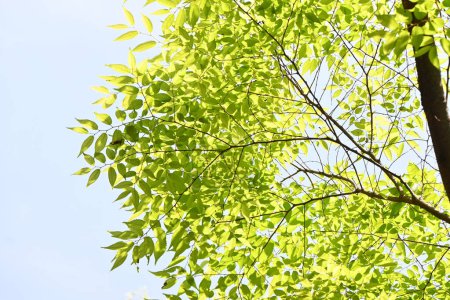 Photo for Japanese zelkova ( Zelkova serrata ) tree and fresh green leaves. It has a beautiful tree shape and is often used as a park tree or roadside tree. - Royalty Free Image