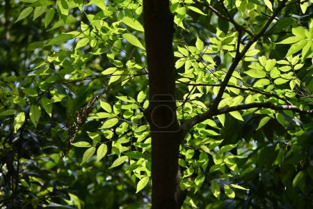 Photo for Japanese zelkova ( Zelkova serrata ) tree and fresh green leaves. It has a beautiful tree shape and is often used as a park tree or roadside tree. - Royalty Free Image
