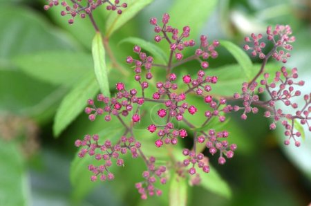 Japanischer Mädesüß (Spiraea japonica) blüht. Rosaceae Laubbaum. Blüht fünfblättrig blassrosa Blüten von Mai bis August.