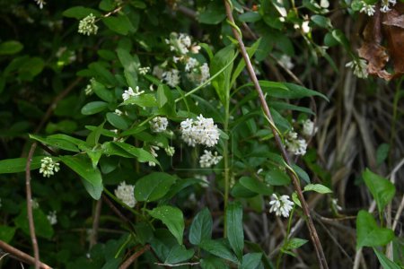 Photo for Privet ( Ligustrum obtusifolium ) flowers. Oleaceae deciduous shrub. It blooms tubular funnel-shaped fragrant white flowers from May to June. - Royalty Free Image