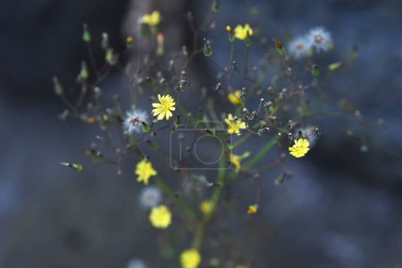 Fausse barbe orientale (Youngia japonica) Fluff and achene. Fleurs ligulées jaunes fleurissent de mai à octobre, et peluches et akènes sont formés après les fleurs.