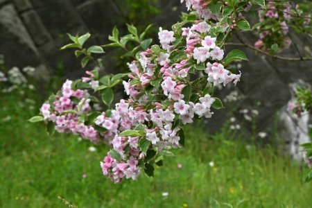 Téléchargez les photos : Fleurs de Weigela florida panachées. Caprifoliaceae arbuste caduc. Floraison d'avril à mai. - en image libre de droit