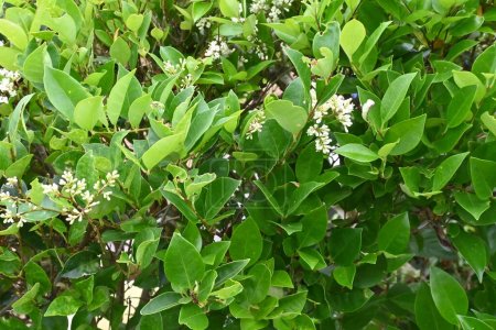 Japanese privet ( Ligustrum japonicum ) flowers. Oleaceae evergreen tree. From May to June, many small white flowers bloom in a conical shape.