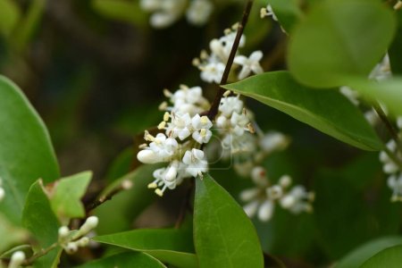 Photo for Japanese privet ( Ligustrum japonicum ) flowers. Oleaceae evergreen tree. From May to June, many small white flowers bloom in a conical shape. - Royalty Free Image