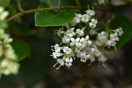 Photo for Japanese privet ( Ligustrum japonicum ) flowers. Oleaceae evergreen tree. From May to June, many small white flowers bloom in a conical shape. - Royalty Free Image