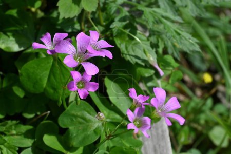 Photo for Oxalis corymbosa ( Pink wood-sorrel ) flowers. Oxalidaceae perennial plants. Blooms in early summer with 5-petaled pale purple-red flowers. - Royalty Free Image
