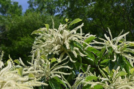 Foto de Flores masculinas de castaño japonés. Fagaceae árbol frutal caducifolio. Florece en junio y atrae a los insectos con su fuerte olor. - Imagen libre de derechos