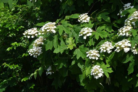 Blüten der Eichenblättrigen Hortensie (Hydrangea guercifolia). Hortensien Laubgehölze. Weiße Blüten blühen im Juni in Pyramidenform.