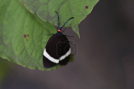 Foto de Un Pidorus glaucopis. Pidorus glaucopis es una polilla de la familia Zygaenidae. Las antenas son pectinadas, la cabeza es roja y las alas tienen patrones blancos. - Imagen libre de derechos