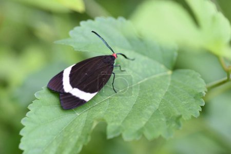 Foto de Un Pidorus glaucopis. Pidorus glaucopis es una polilla de la familia Zygaenidae. Las antenas son pectinadas, la cabeza es roja y las alas tienen patrones blancos. - Imagen libre de derechos