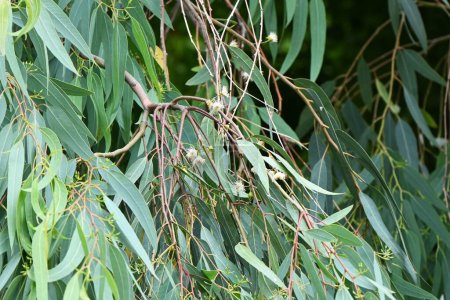 Téléchargez les photos : Eucalyptus. Myrtaceae arbre à feuilles persistantes originaire de Tasmanie, Australie. Les feuilles sont toxiques, mais les koalas les détoxifient dans leur foie, afin qu'ils puissent les manger. - en image libre de droit