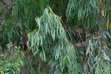 Téléchargez les photos : Eucalyptus. Myrtaceae arbre à feuilles persistantes originaire de Tasmanie, Australie. Les feuilles sont toxiques, mais les koalas les détoxifient dans leur foie, afin qu'ils puissent les manger. - en image libre de droit