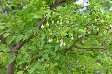 Photo for Japanese snowbell ( Styrax japonica ) fruits. Styracaceae deciduous tree. It bears green, egg-shaped fruit in summer, the pericarp of which contains toxic egosaponin. - Royalty Free Image