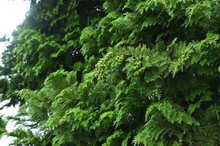 Japanische Zypresse (Hinoki-Zypresse) Blätter und unreife Zapfen. Die weißen Stomata auf der Unterseite der Blätter sind Y-förmig, und die Zapfen reifen im Herbst rotbraun..