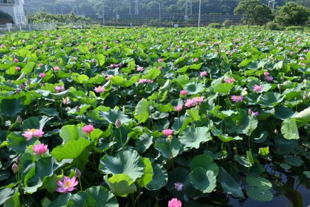 Photo for Lotus flowers in full bloom in Japanese lotus garden. Seasonal background material. - Royalty Free Image