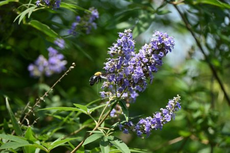 Foto de Casta (Vitex agnus-castus) flores. Arbusto caducifolio Lamiaceae. Flores de color púrpura pálido en forma de labios florecen en espigas desde el verano hasta el otoño. - Imagen libre de derechos