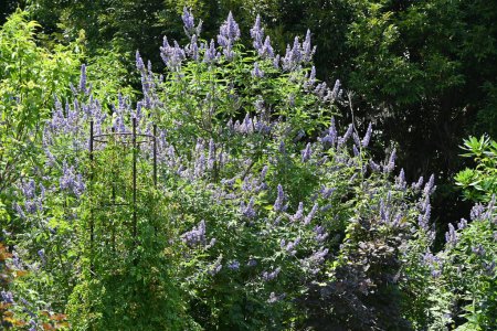 Foto de Casta (Vitex agnus-castus) flores. Arbusto caducifolio Lamiaceae. Flores de color púrpura pálido en forma de labios florecen en espigas desde el verano hasta el otoño. - Imagen libre de derechos