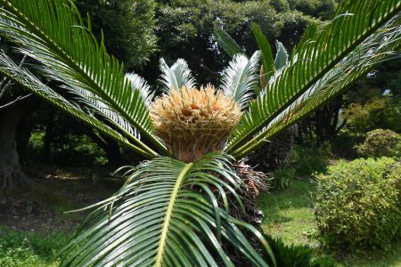 Photo for Japanese sago palm ( Cycas revoluta ) leaves and flower (male and female flowers). Cycadaceae Dioecious evergreen shrub. Flowering season is from June to August. - Royalty Free Image