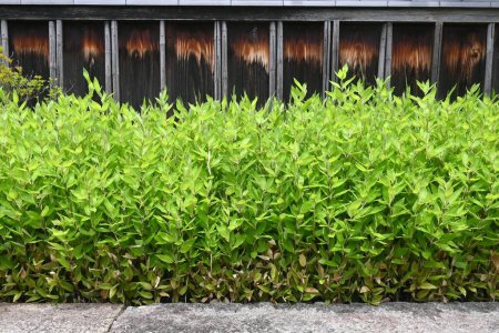 Foto de Shibataea kumasaca (bambú de hoja rusca). Poaceae evergreen Bambú nativo de Japón, llamado 'Okamezasa' en Japón y utilizado para setos y cubierta de suelo de jardín. - Imagen libre de derechos