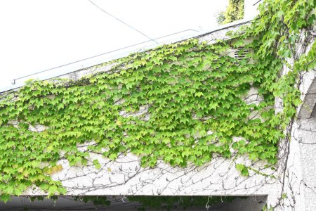 Photo for Boston Ivy ( Parthenocissus tricuspidata ). Vitaceae deciduous vine. - Royalty Free Image