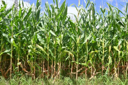 Corn ( Maize ) field. Corn is an annual Poaceae crop that can be sown in the spring and harvested about three months later.