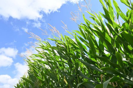 Maíz (Maíz). El maíz es un cultivo anual de Poaceae que se puede sembrar en primavera y cosechar unos tres meses más tarde..