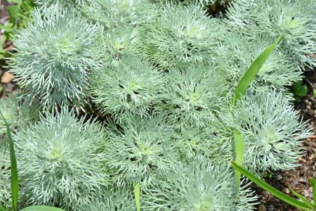 Artemisia se va. Asteraceae plantas perennes de hoja perenne. Plantas ornamentales de follaje.