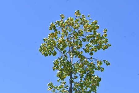 Photo for American tulip tree ( Liriodendron tulipifera ). Magnoliaceae deciduous big tree native to North America. Blooms in early summer, similar to tulips. - Royalty Free Image