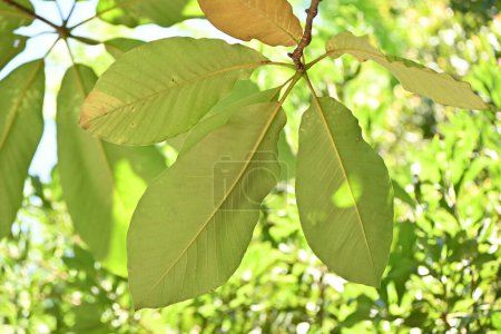 Japanische Großblättrige Magnolie (Magnolia obovata). Magnoliengewächse Laubbaum. Die Blätter sind groß, duften und haben bakterizide Eigenschaften, daher werden sie in Japan zum Einwickeln von Lebensmitteln verwendet.