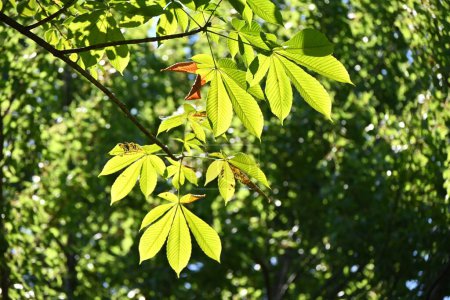 Téléchargez les photos : Châtaignier du Japon (Aesculus turbinata). Sapondaceae arbre à feuilles caduques, une spécialité du Japon.Noix sont comestibles. C'est aussi une plante de miel. - en image libre de droit