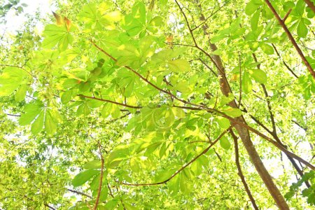 Téléchargez les photos : Châtaignier du Japon (Aesculus turbinata). Sapondaceae arbre à feuilles caduques, une spécialité du Japon.Noix sont comestibles. C'est aussi une plante de miel. - en image libre de droit