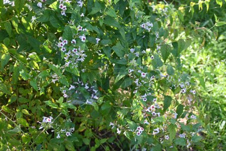 Téléchargez les photos : Fleurs de Skunk vine (Paederia scandens). Rubiaceae vigne vivace, originaire du Japon. Petites fleurs blanches avec une fleur centrale rouge de juillet à septembre. - en image libre de droit