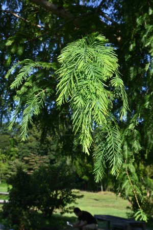 Téléchargez les photos : Metasequoia glyptostroboides (séquoia de l'aube). Cupressaceae conifères à feuilles caduques. Il est appelé un "fossile vivant" et est utilisé comme arbre de parc ou arbre en bordure de route en raison de sa belle forme. - en image libre de droit