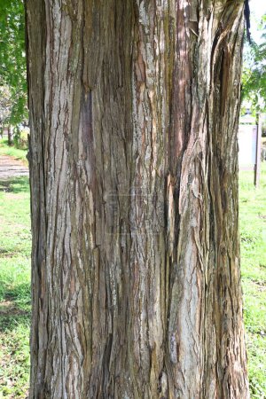Téléchargez les photos : Metasequoia glyptostroboides (séquoia de l'aube). Cupressaceae conifères à feuilles caduques. Il est appelé un "fossile vivant" et est utilisé comme arbre de parc ou arbre en bordure de route en raison de sa belle forme. - en image libre de droit