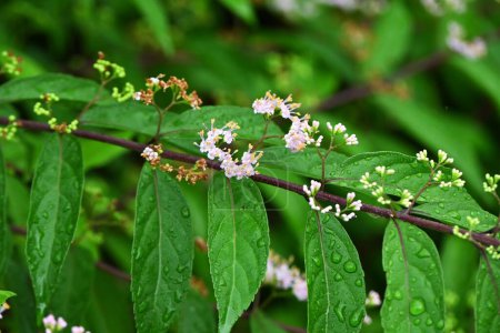 Foto de Morado beautyberry (Callicarpa dichotoma). Florece alrededor de junio y produce hermosas bayas púrpuras pálidas alrededor de septiembre. Arbusto caducifolio Lamiaceae. - Imagen libre de derechos