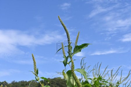 Photo for Giant ragweed ( Ambrosia trifida ) flowers. Asteraceae annual wind-pollinated flower. The male flowers on long spikes scatter large amounts of pollen, which is the cause of autumn hay fever. - Royalty Free Image