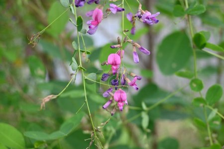 Téléchargez les photos : Le trèfle des bois (Lespedeza thunbergii) fleurit. Fabaceae arbuste à feuilles caduques. Petites fleurs en forme de papillon rouge-violet fleurissent de juillet à septembre. - en image libre de droit