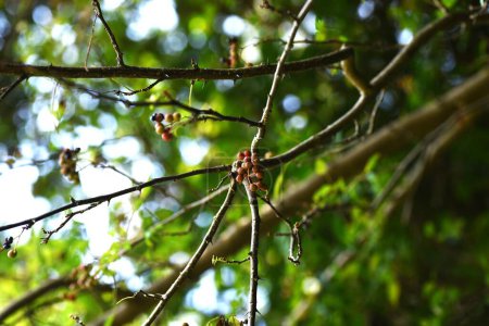Foto de Fresno espinoso japonés (Zanthoxylum piperitum) frutas. Rutaceae es un arbusto caducifolio dioico nativo de Japón. La cáscara se utiliza para especias y fines medicinales. - Imagen libre de derechos