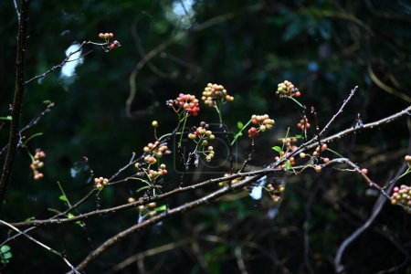 Foto de Fresno espinoso japonés (Zanthoxylum piperitum) frutas. Rutaceae es un arbusto caducifolio dioico nativo de Japón. La cáscara se utiliza para especias y fines medicinales. - Imagen libre de derechos