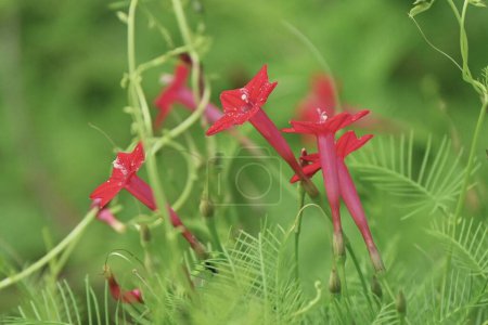 Photo for Cypress vine ( Ipomoea quamoclit ) flowera. Convolvulaceae perennial vine native to tropical America. Star-shaped white, red, or pink flowers bloom from July to October. - Royalty Free Image