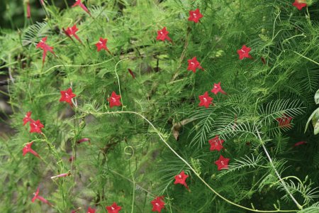 Photo for Cypress vine ( Ipomoea quamoclit ) flowera. Convolvulaceae perennial vine native to tropical America. Star-shaped white, red, or pink flowers bloom from July to October. - Royalty Free Image