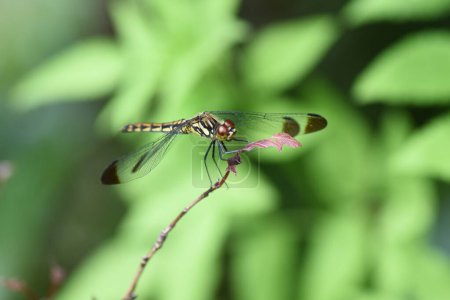 Téléchargez les photos : Une femelle de Sympetrum baccha matutinum. Libellulidae sympetrum libellule. Les marques brun foncé sur les extrémités des ailes sont caractéristiques. - en image libre de droit