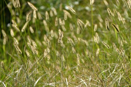 Grünes Borstengras / Fuchsschwanzgras (Setaria viridis). Poaceae jährliche Unkraut. Säulenförmige Blütenstände mit vielen Haaren und einem bürstenartigen Aussehen.